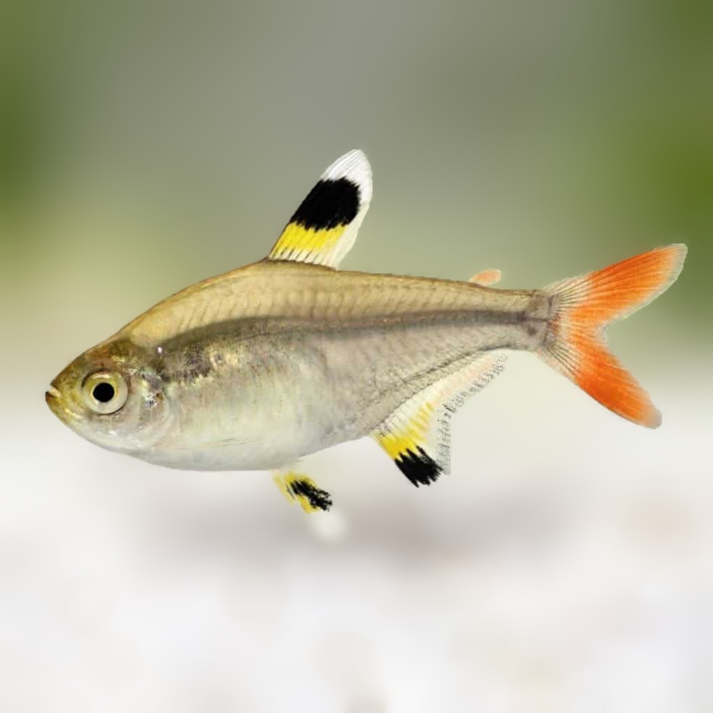 Golden Pristella